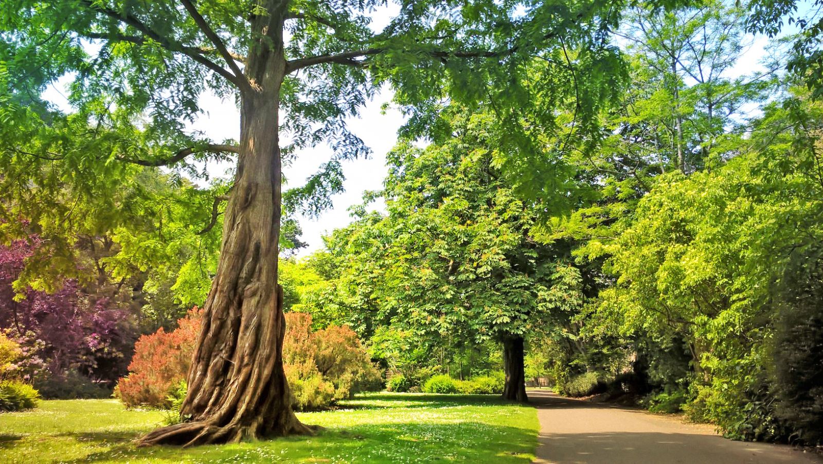 Stunning tree towering over Bournemouth gardens on a sunny day 